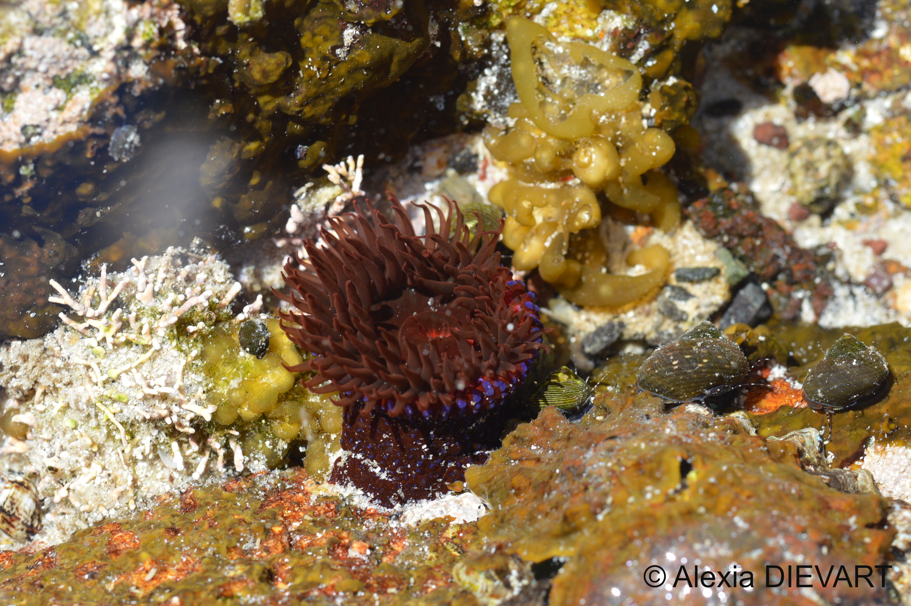 Bright purple papillae on a dark red background. Fishhoek, Western Cape (2020)