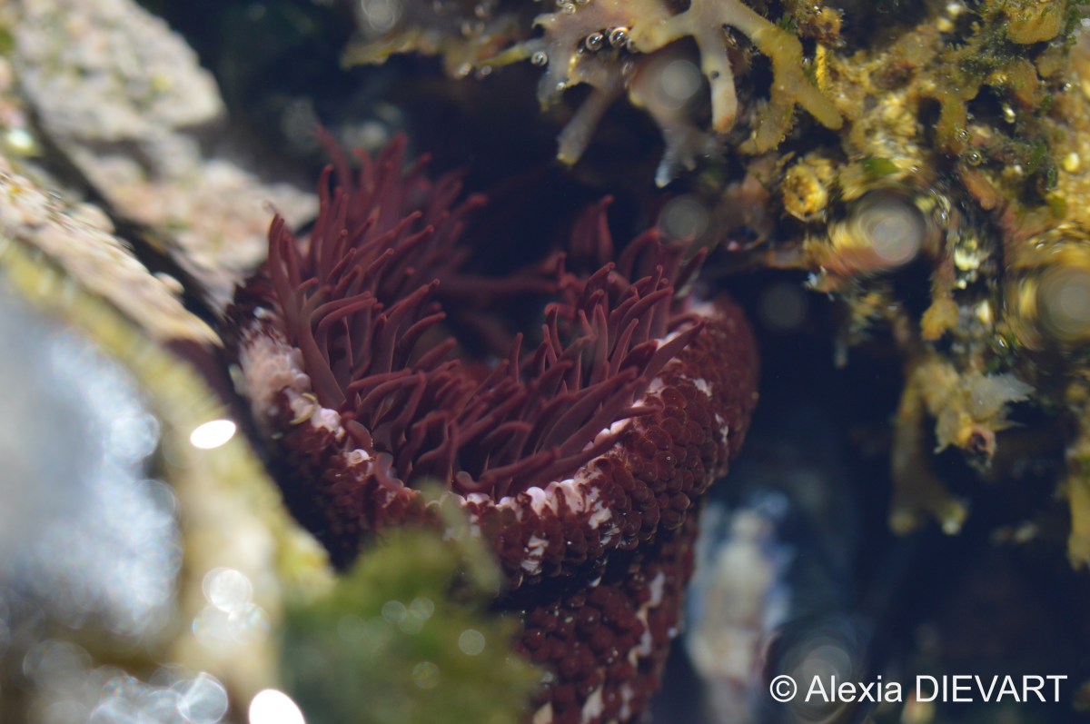 Knobbly anemone (Bunodosoma&nbsp;capense)