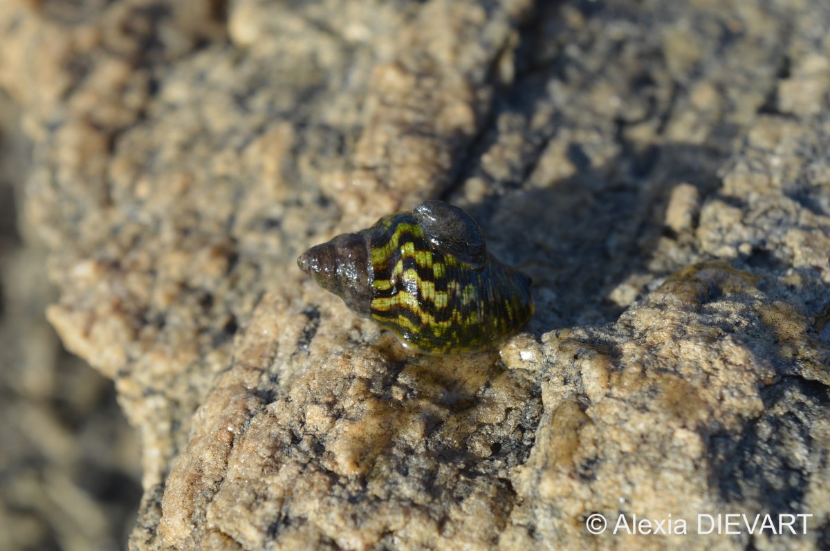 Flame-patterned burnupena (Burnupena&nbsp;catarrhacta)