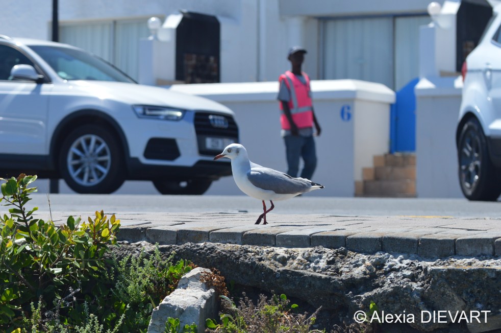 Non-breeding adult. Note the whitish eyes and the grey smudges above eye and on cheeks. Hermanus, Western Cape (2020).