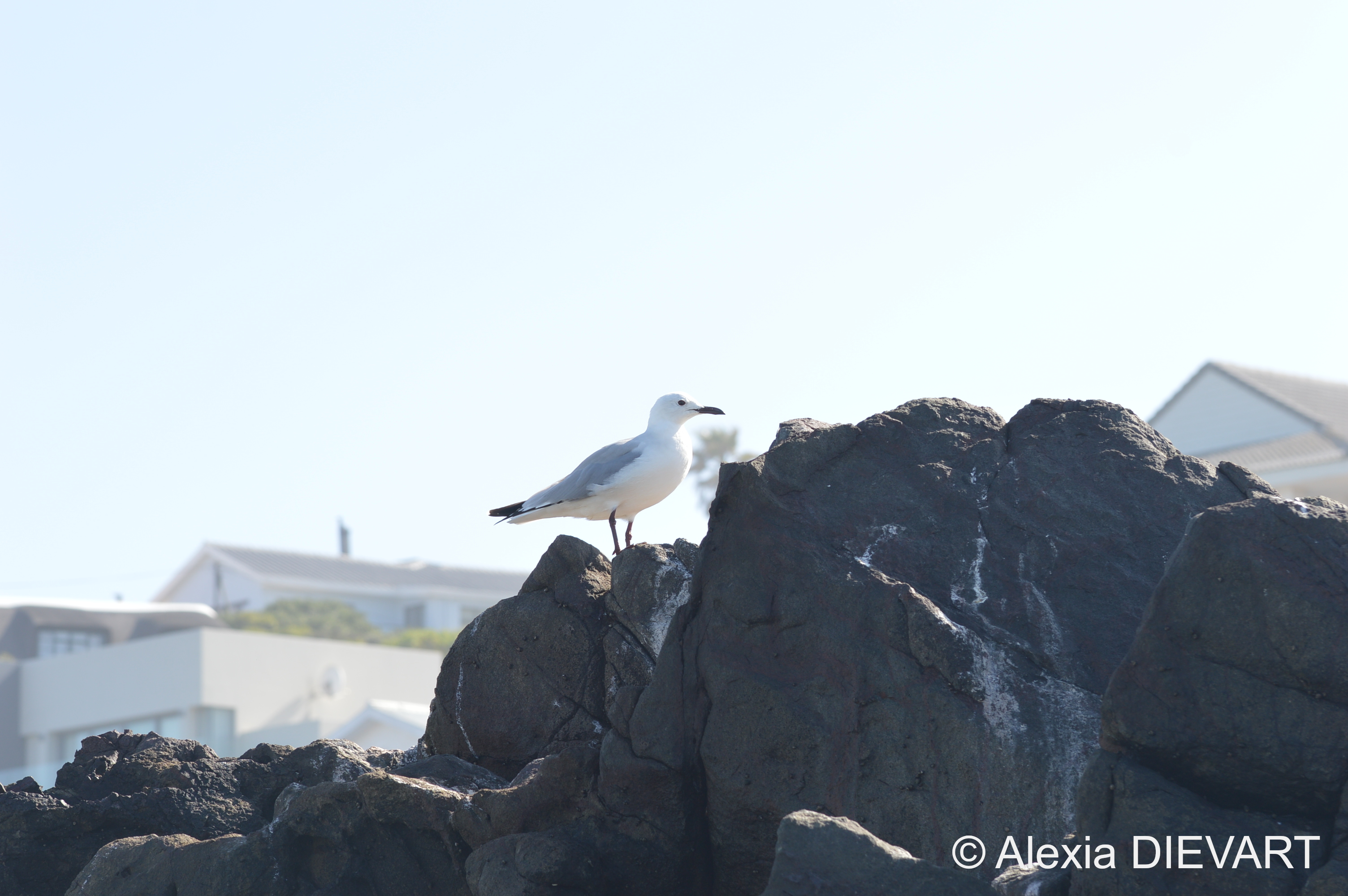 Non-breeding adult standing on the rocky shore. Yzerfontein, Western Cape (2020).