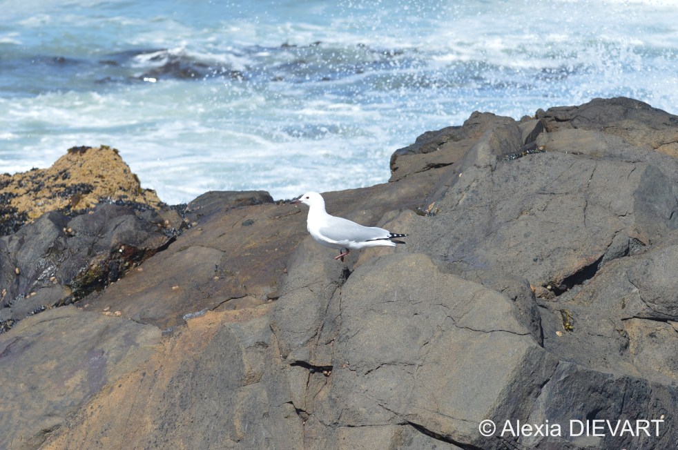 Non-breeding adult cruising the rocky shores, in search of sustenance. Yzerfontein, Western Cape (2020).