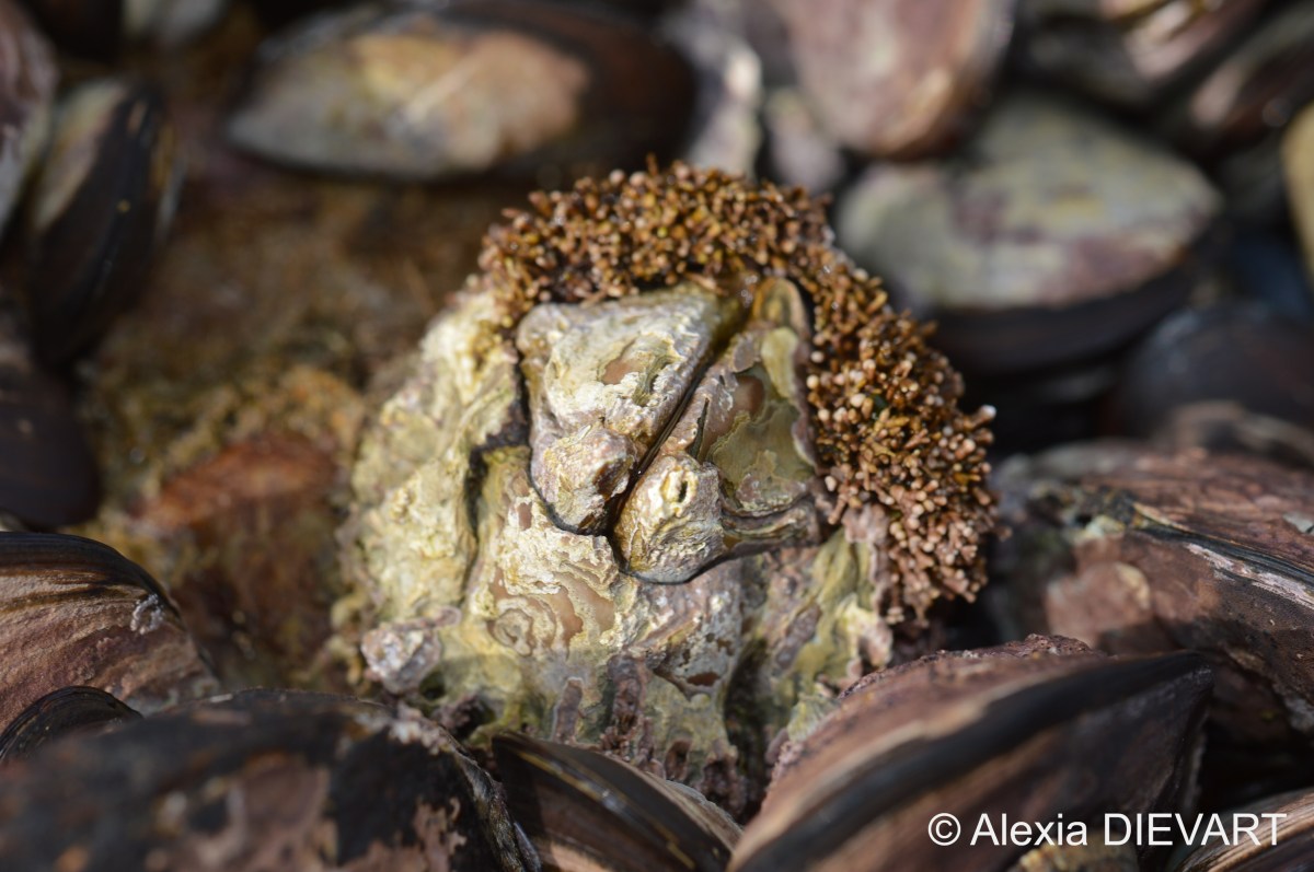 Eight-shell barnacle (Octomeris&nbsp;angulosa)