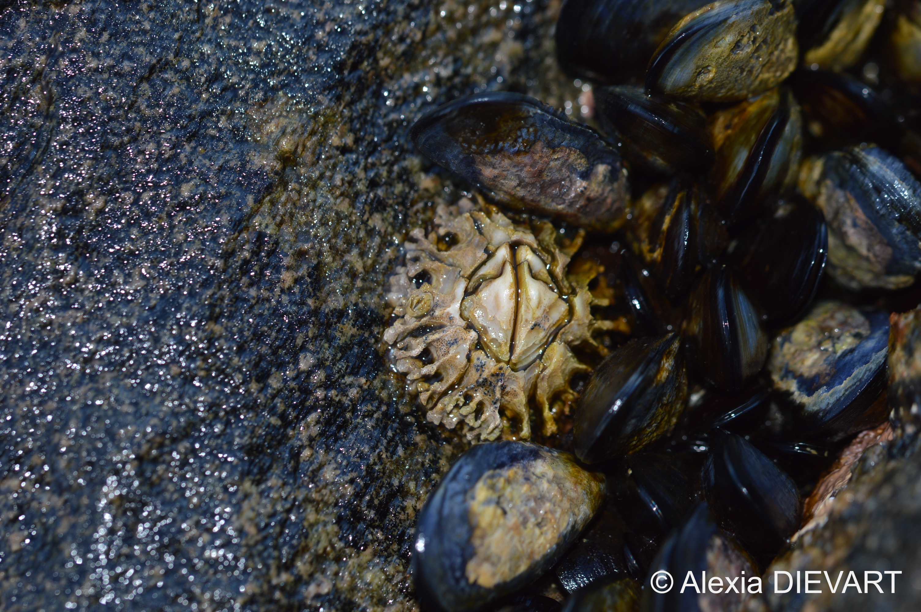 Adult at the edge of a mussel bed (blue mussel, Mytilus galloprovincialis). Yzerfontein, Western Cape (2020)