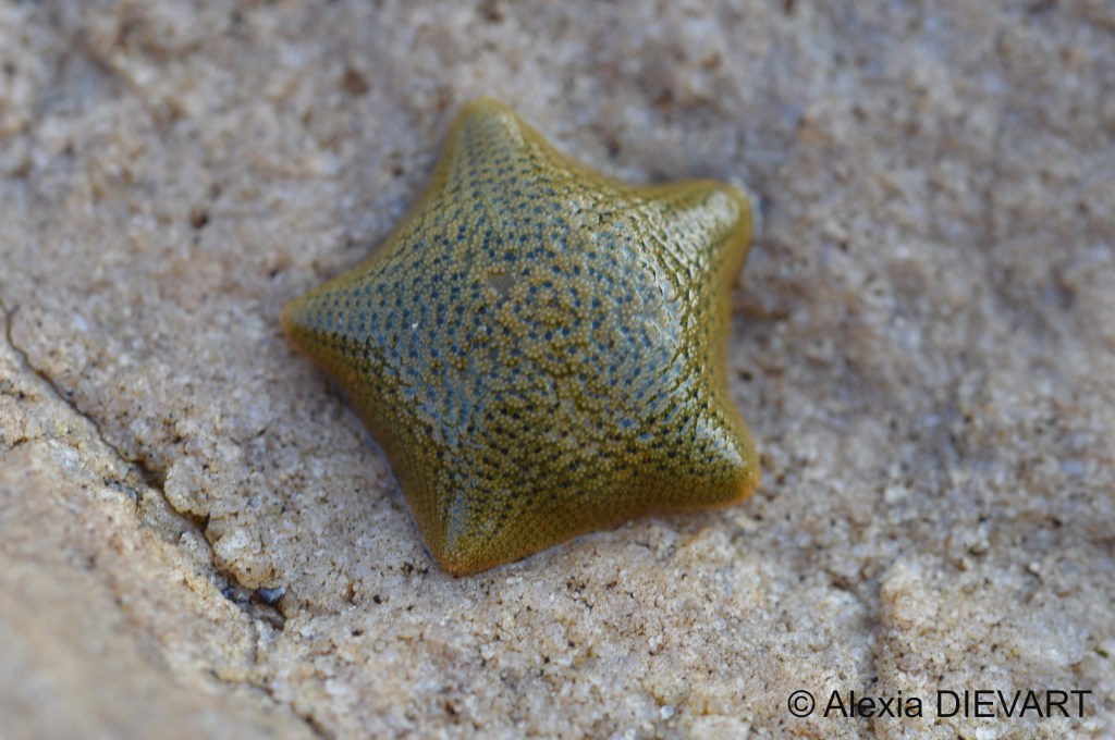 Details of the dorsal surface made up of tile-like plates, with clusters of tiny knob-like spines. Doringbaai, Northern Cape (2020).