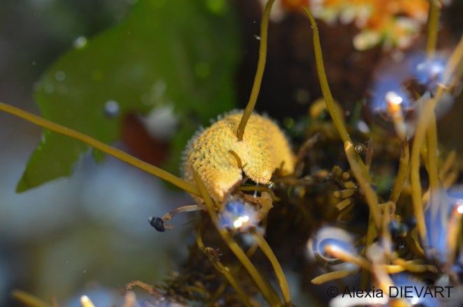 Yellow starfish wrapped around algae. Doringbaai, Northern Cape (2020).