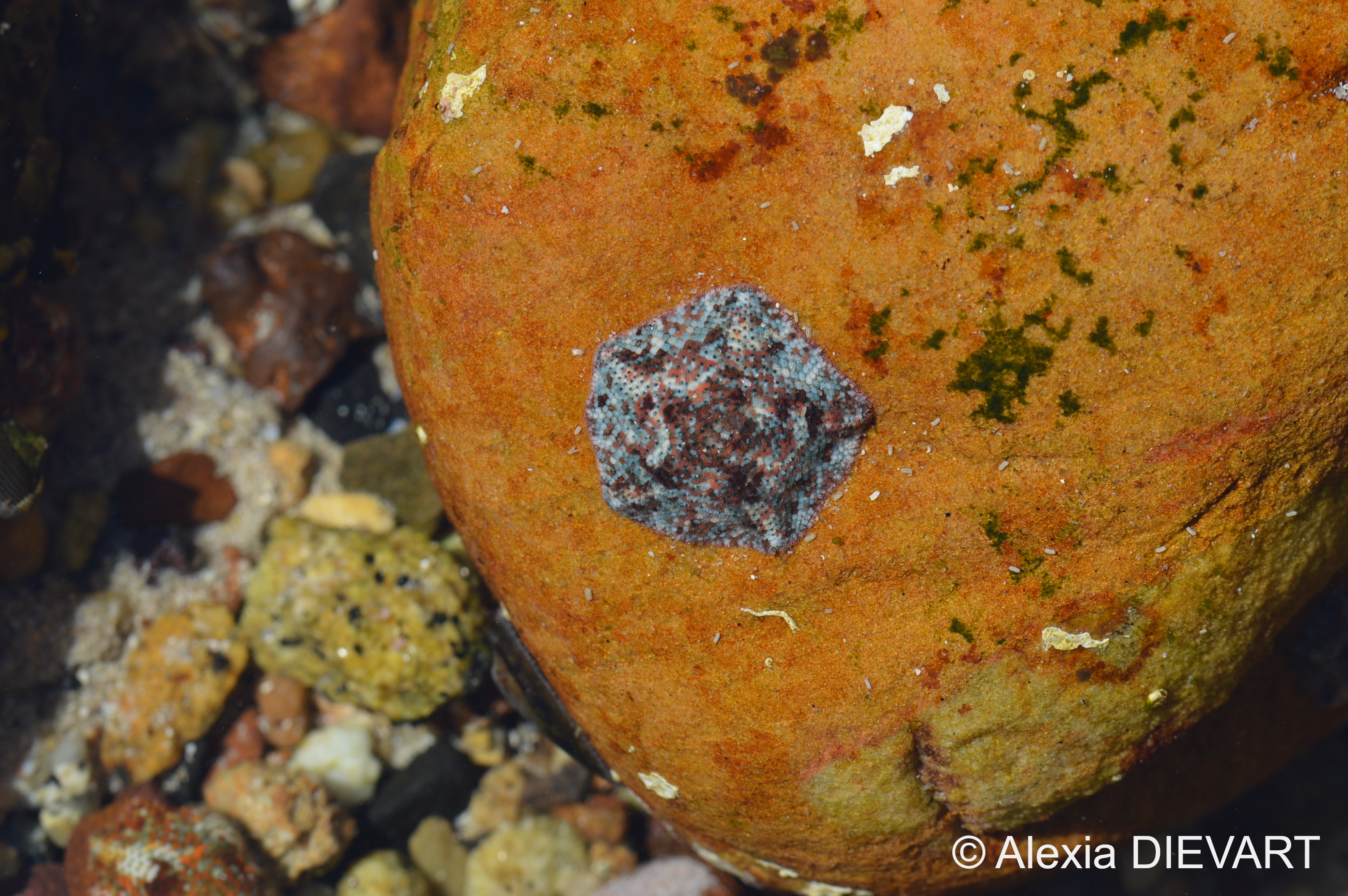 Starfish with a variable blue and red colour pattern. Fishhoek, Western Cape (2020).