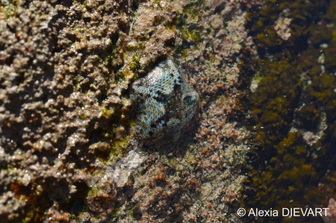 Details of the dorsal surface made up of tile-like plates, with clusters of tiny knob-like spines. Fishhoek, Western Cape (2020).