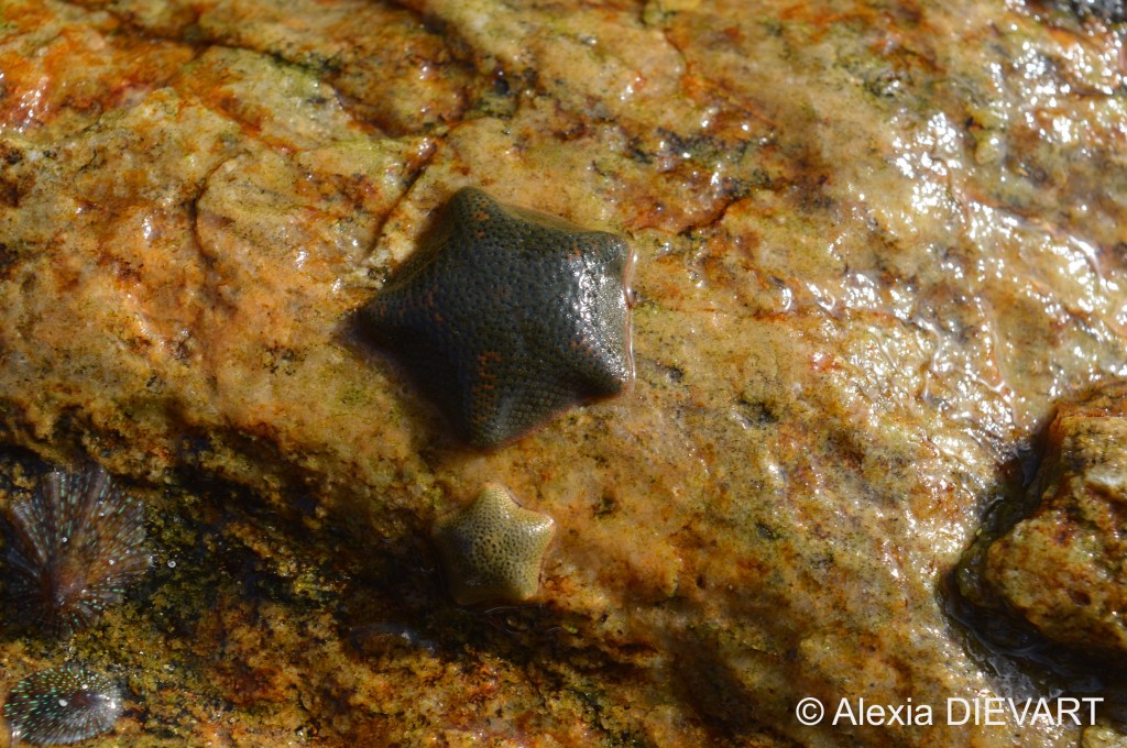 Large khaki and small sand-coloured starfish. Hondeklipbaai, Northern Cape (2020).