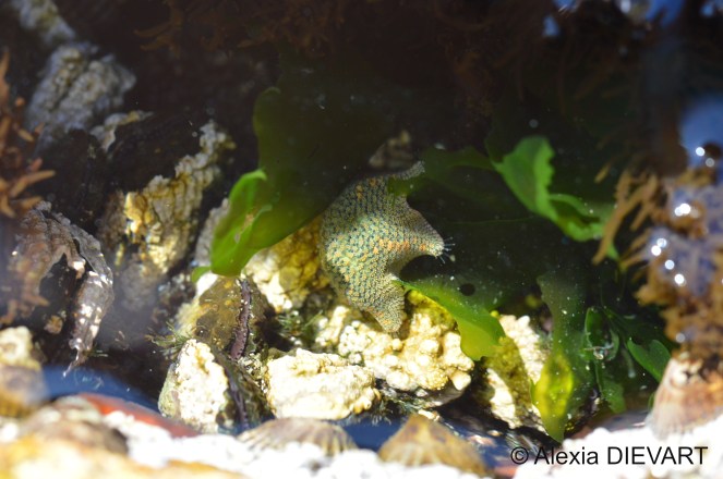 Details of the dorsal surface made up of tile-like plates, with clusters of tiny knob-like spines. Jacobsbaai, Western Cape (2020).
