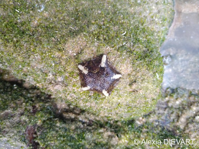 Dark starfish with white stripes on its arms. Port Alfred, Eastern Cape (2020).