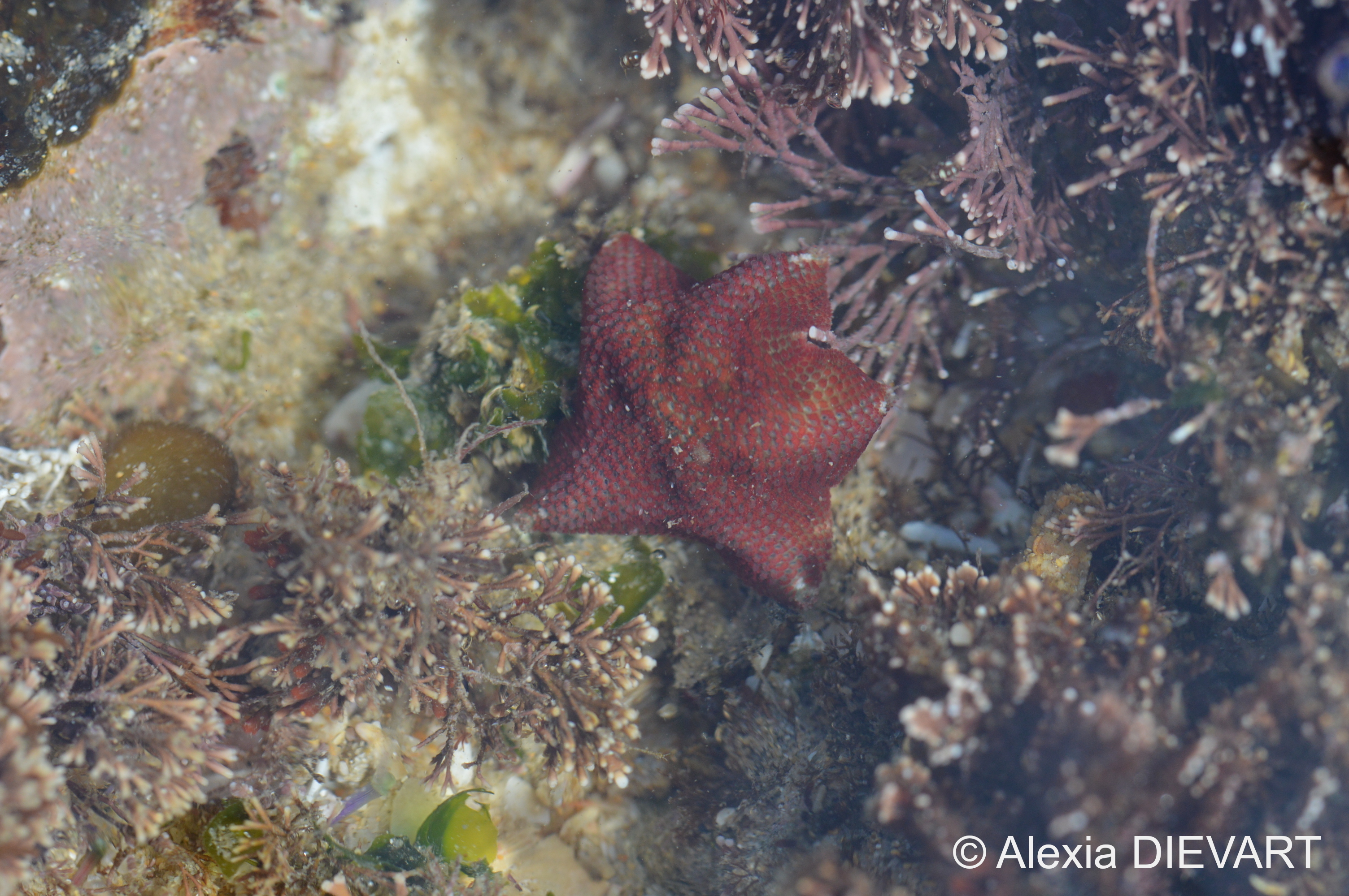 Port Alfred, Eastern Cape (2021).