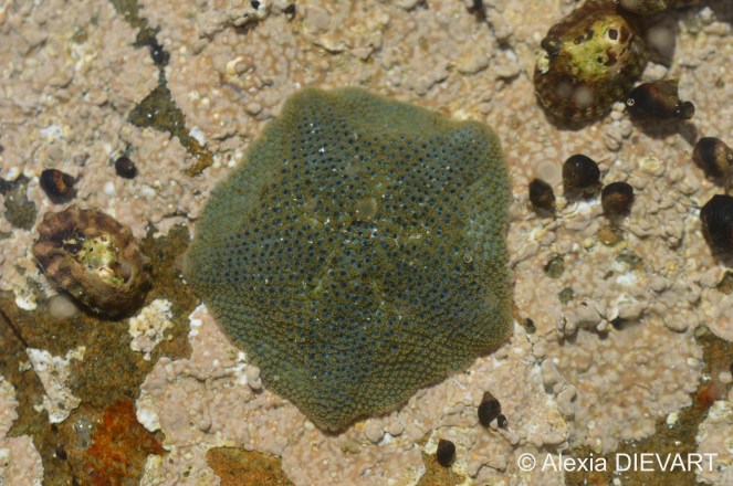 Details of the dorsal surface made up of tile-like plates, with clusters of tiny knob-like spines. Yzerfontein, Western Cape (2020).