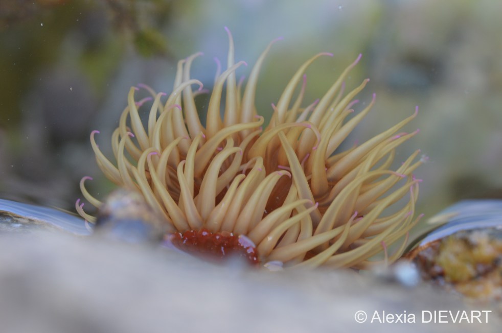 Details of the mauve-tipped tentacles. Cape Agulhas, Western Cape (2020).