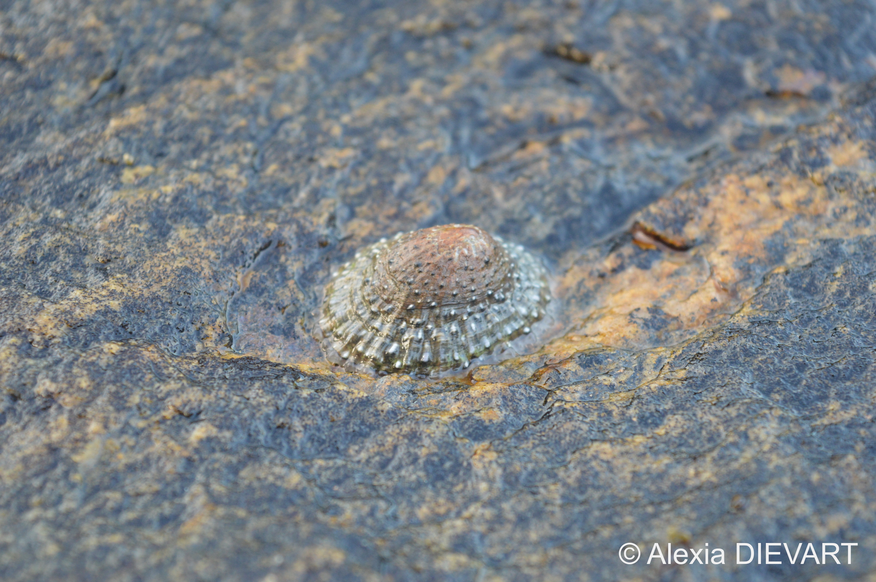 Details of the white granules on the limpet's ribs. Hondeklipbaai, Northern Cape (2020).