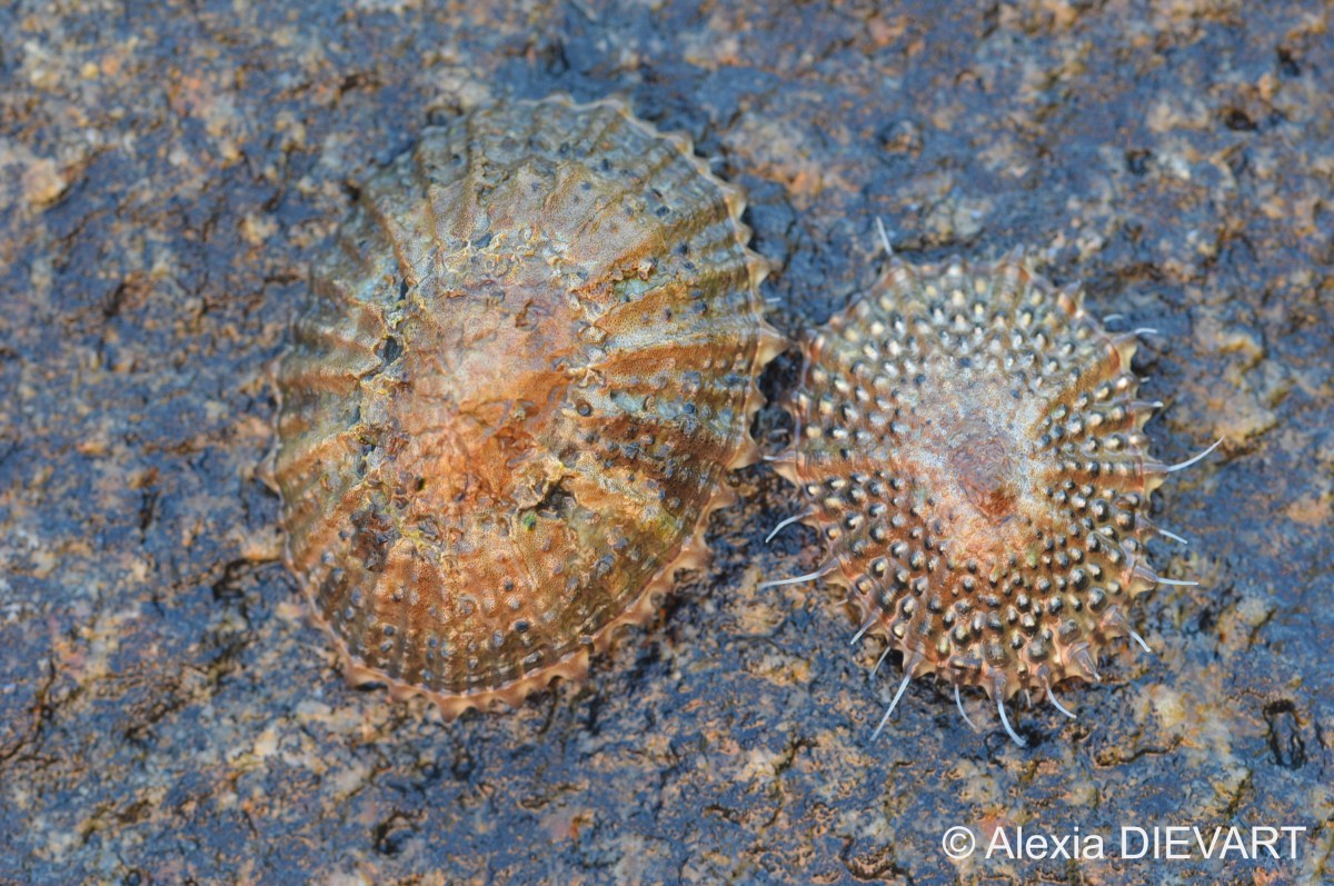 Granular limpet (Scutellastra granularis)