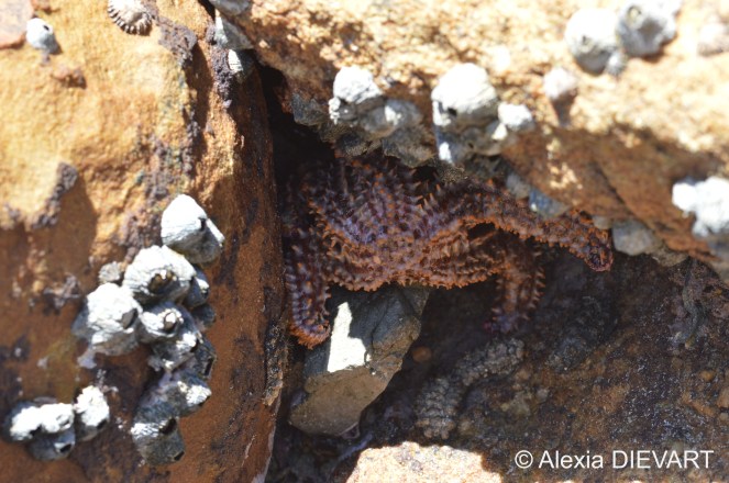 Purplish starfish hiding between two boulders. Fishhoek, Western Cape (2020).