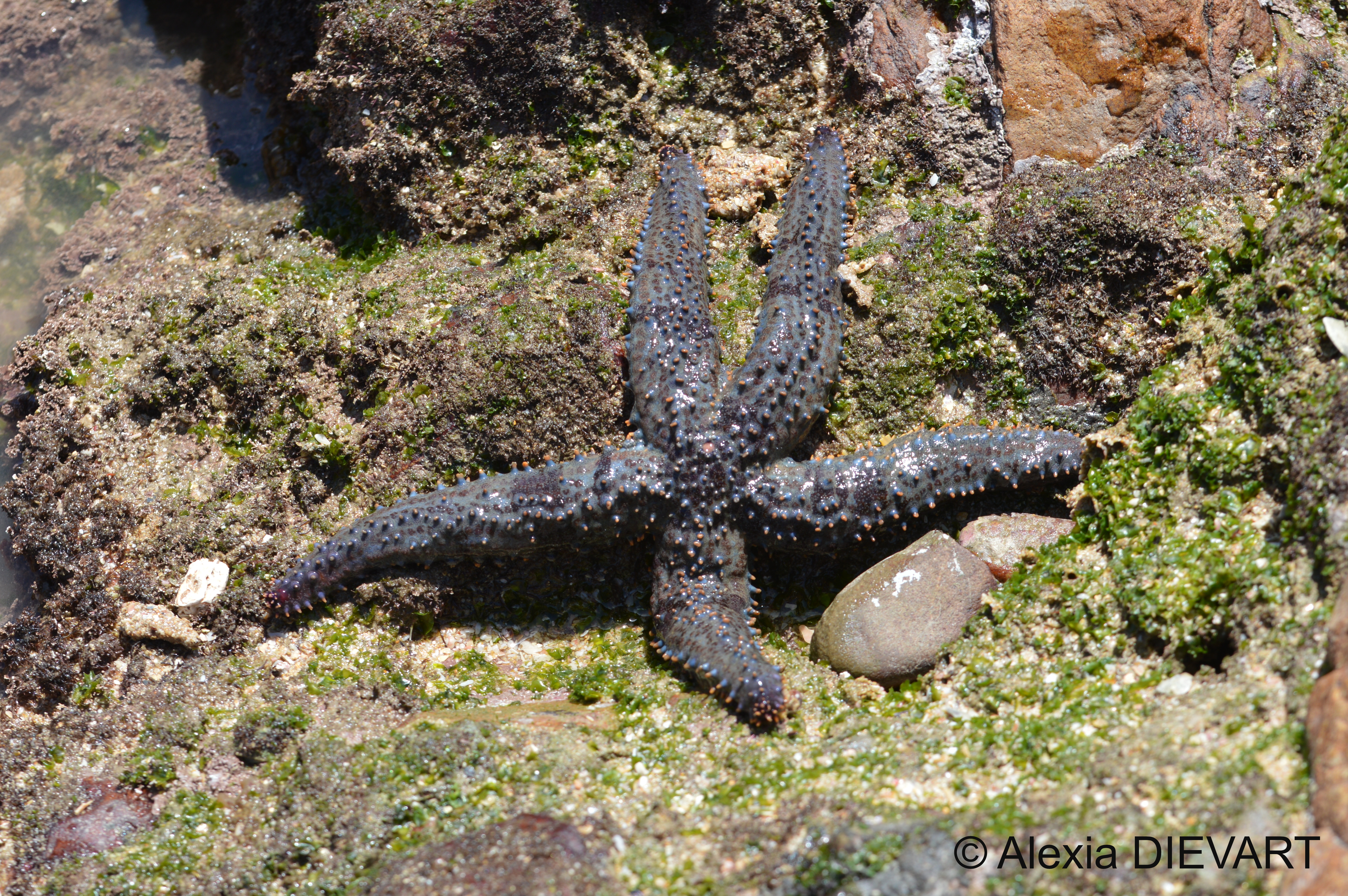 Hunting spiny starfish. Port Alfred, Eastern Cape (2022).