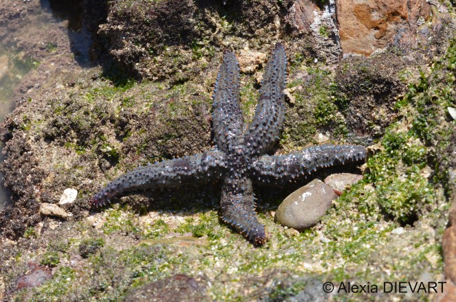 Hunting spiny starfish. Port Alfred, Eastern Cape (2022).