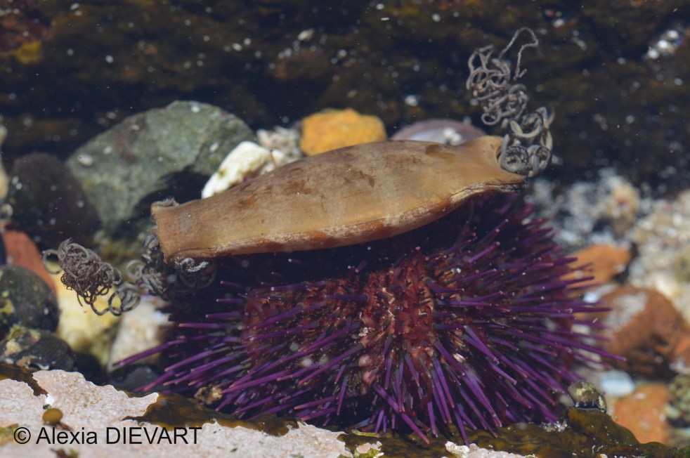 Purple urchin shading himself with the egg of a ray or a shark. Fishhoek, Western Cape (2020).