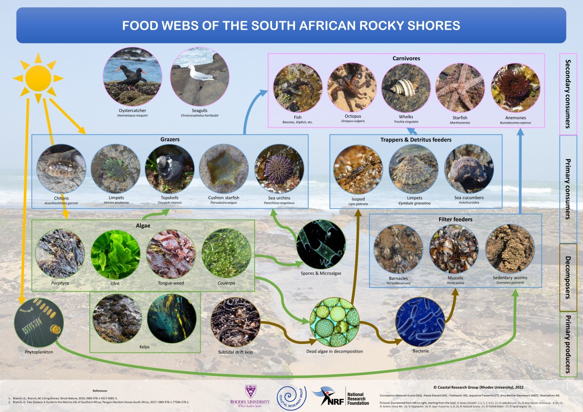 Food webs of the South African rocky&nbsp;shores