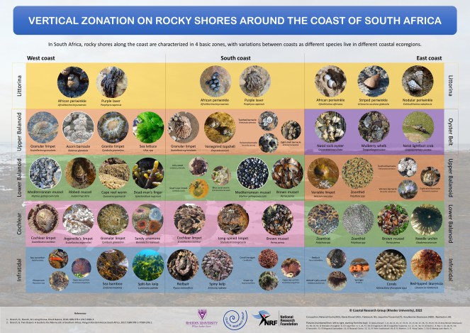 Vertical zonation on the rocky shores around the coast of South Africa (2022). Poster realized for the Coastal Research Group (Rhodes University) to be presented during SciFest 2022, held in Makhanda (Eastern Cape, South Africa). High quality PDF available on demand.
