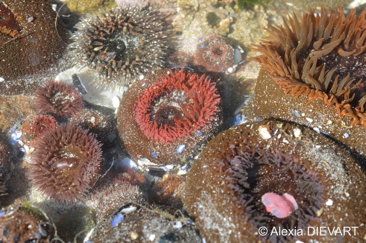 Sandy anemone (Bunodactis&nbsp;reynaudi)