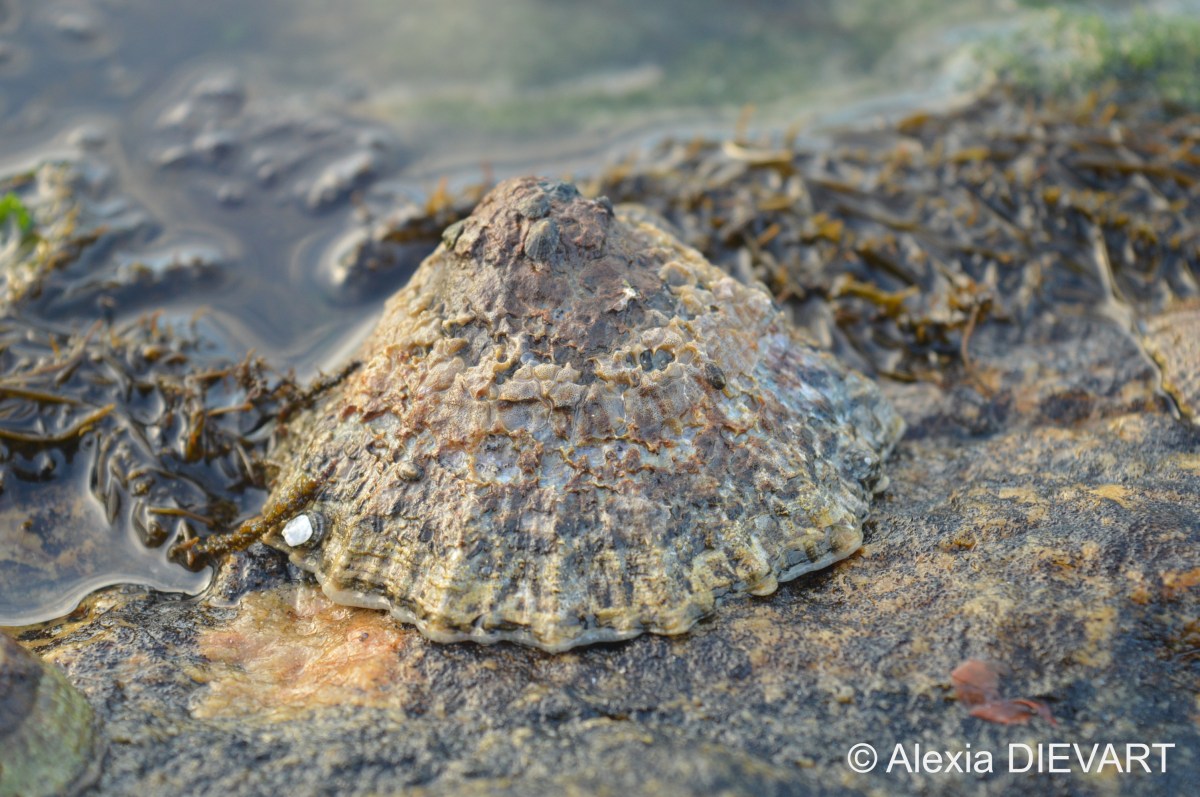 Granite limpet (Cymbula&nbsp;granatina)