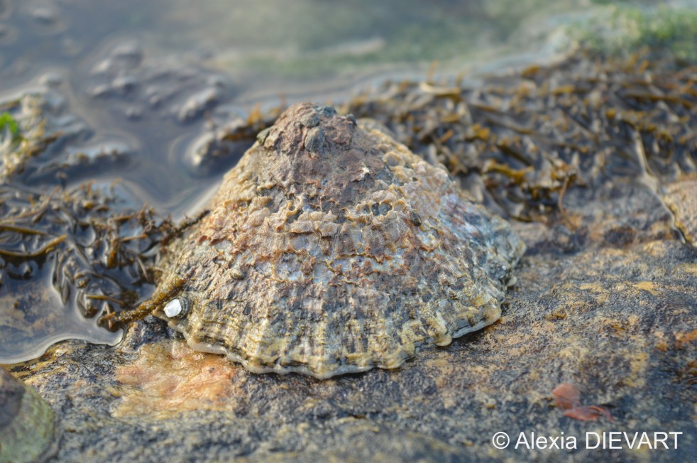 Eroded limpet carrying smaller limpets on its shell. Hondeklipbaai, Northern Cape (2020).