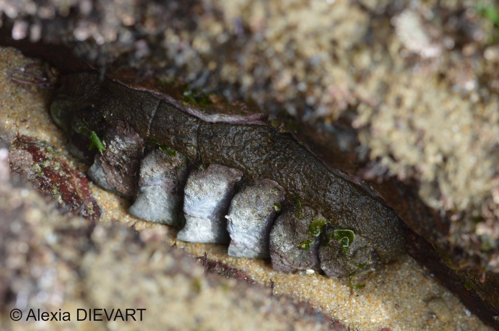 Adult chiton, with badly eroded valves, found in a rock crevice. Port Alfred, Eastern Cape (2021).