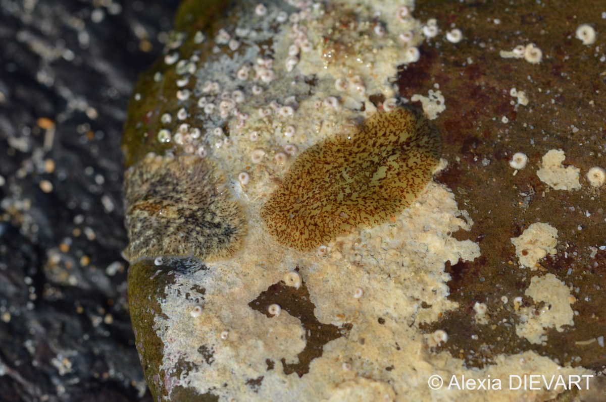 Tentacled flatworm (Planocera&nbsp;gilchristi)