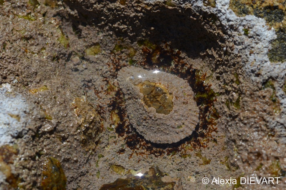 Eroded adult limpet surrounded by its garden. Fishhoek, Western Cape (2020).