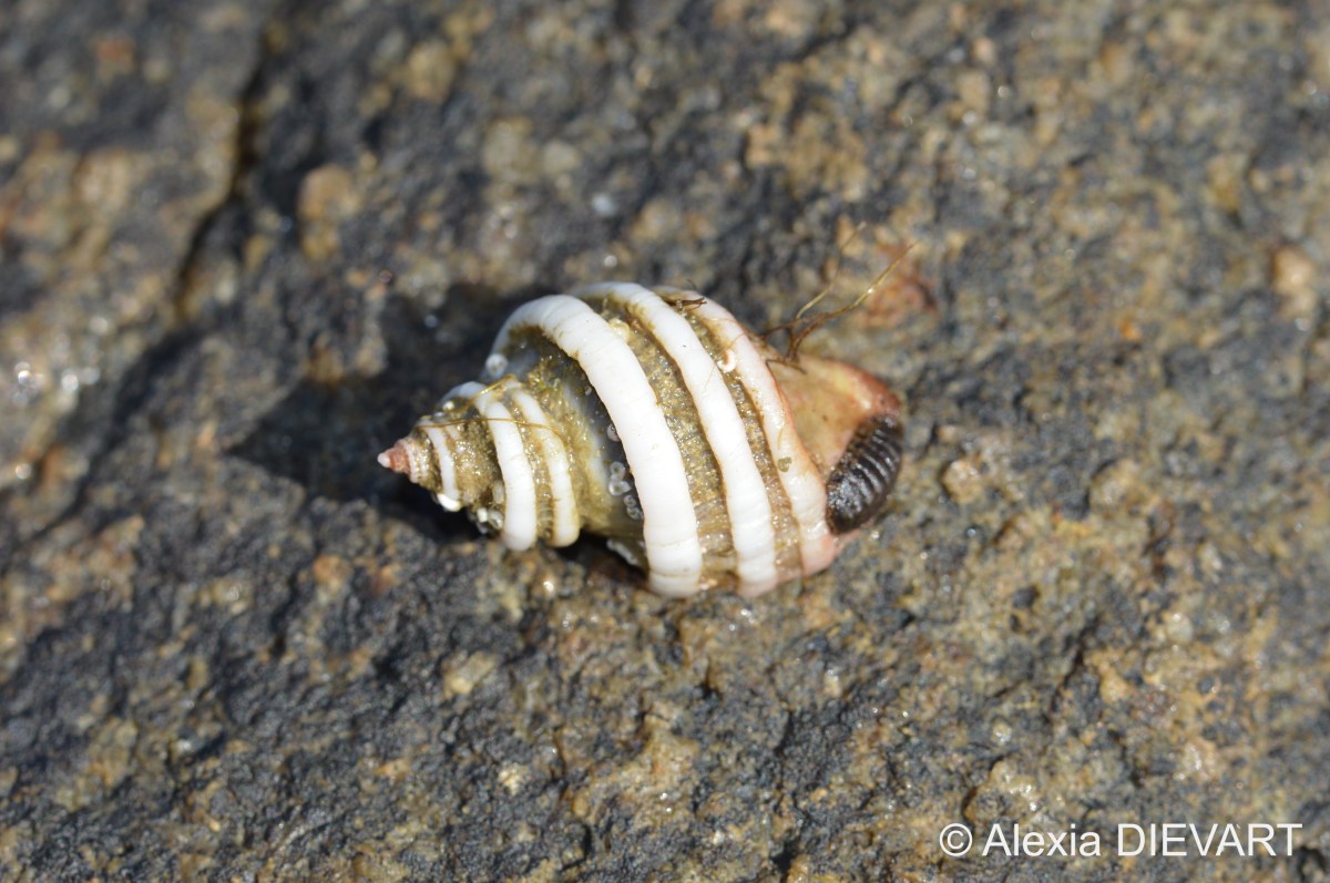 Girdled dogwhelk (Trochia&nbsp;cingulata)