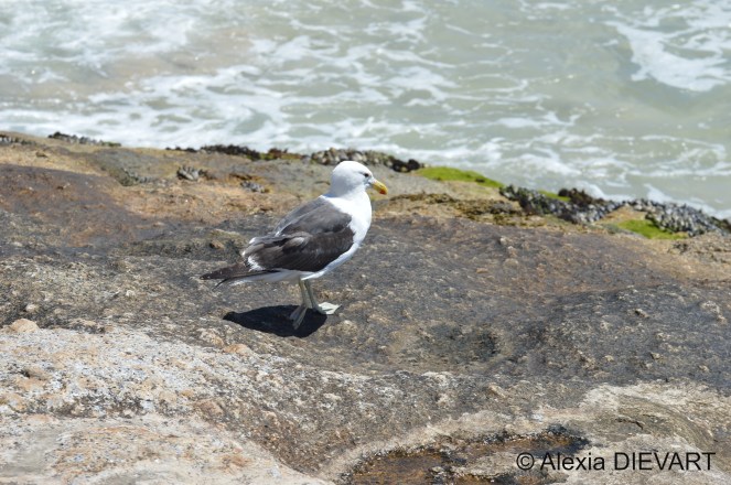 Adult gull cruising the rocky shore. Fishhoek, Western Cape (2020).