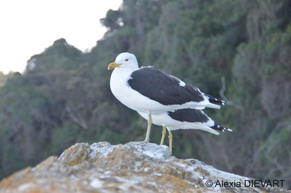 Two kelp gulls - only one visible - on a rock along the coast. Stormsrivier Mouth, Western Cape (2018).