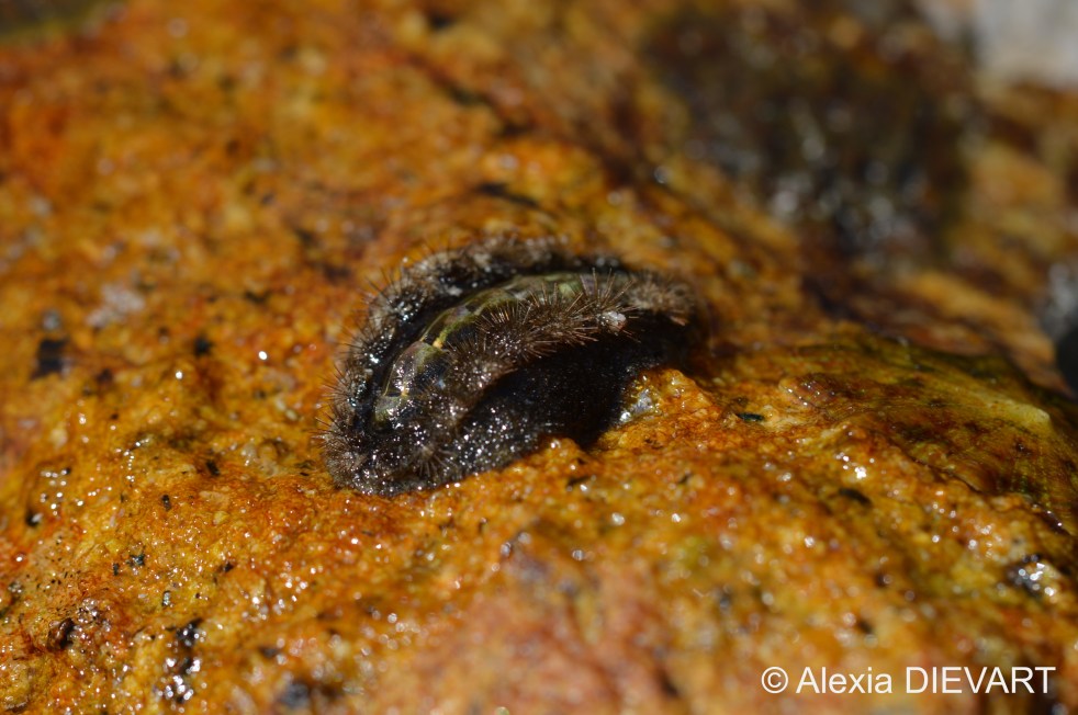 Unfouled chiton on a rock, spines out. Fishhoek, Western Cape (2020).