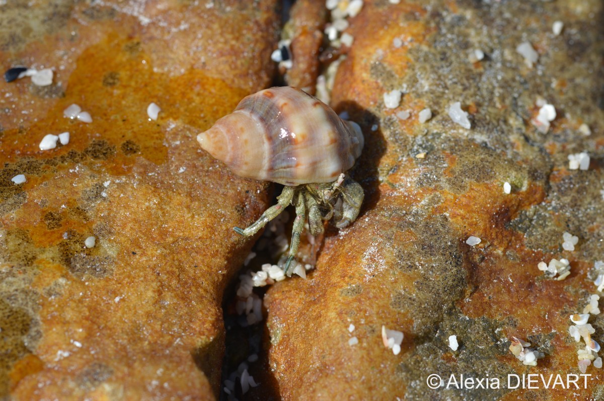 Common sand hermit crab (Diogenes brevirostris)