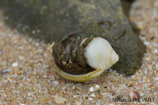 Dirty-brown hermit crab with blue details on the legs. Port Alfred, Eastern Cape (2024).
