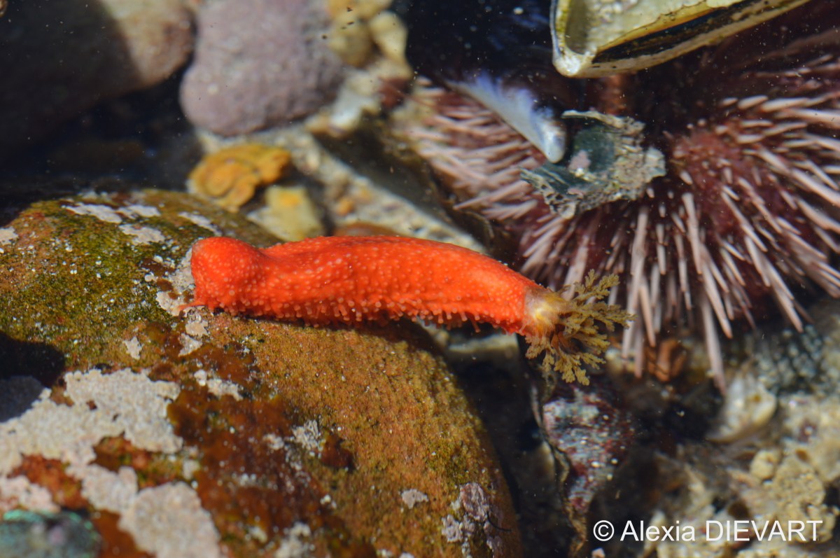 Red-chested sea cucumber (Hemiocnus&nbsp;insolens)
