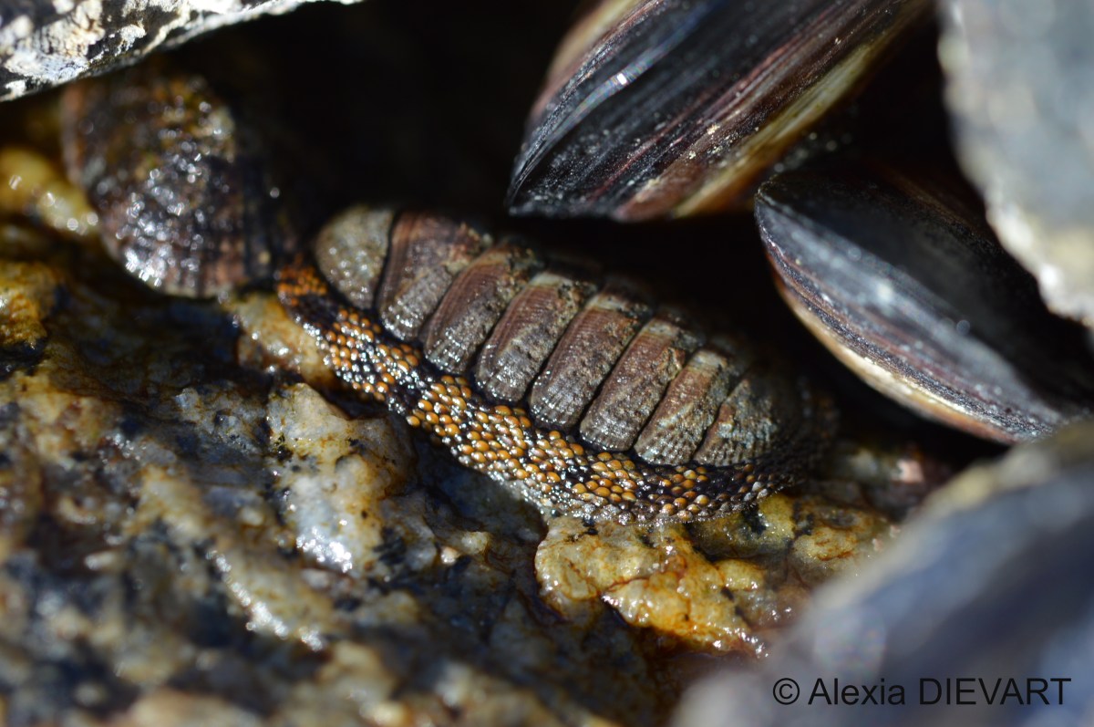 Brooding chiton (Radsia&nbsp;nigrovirescens)