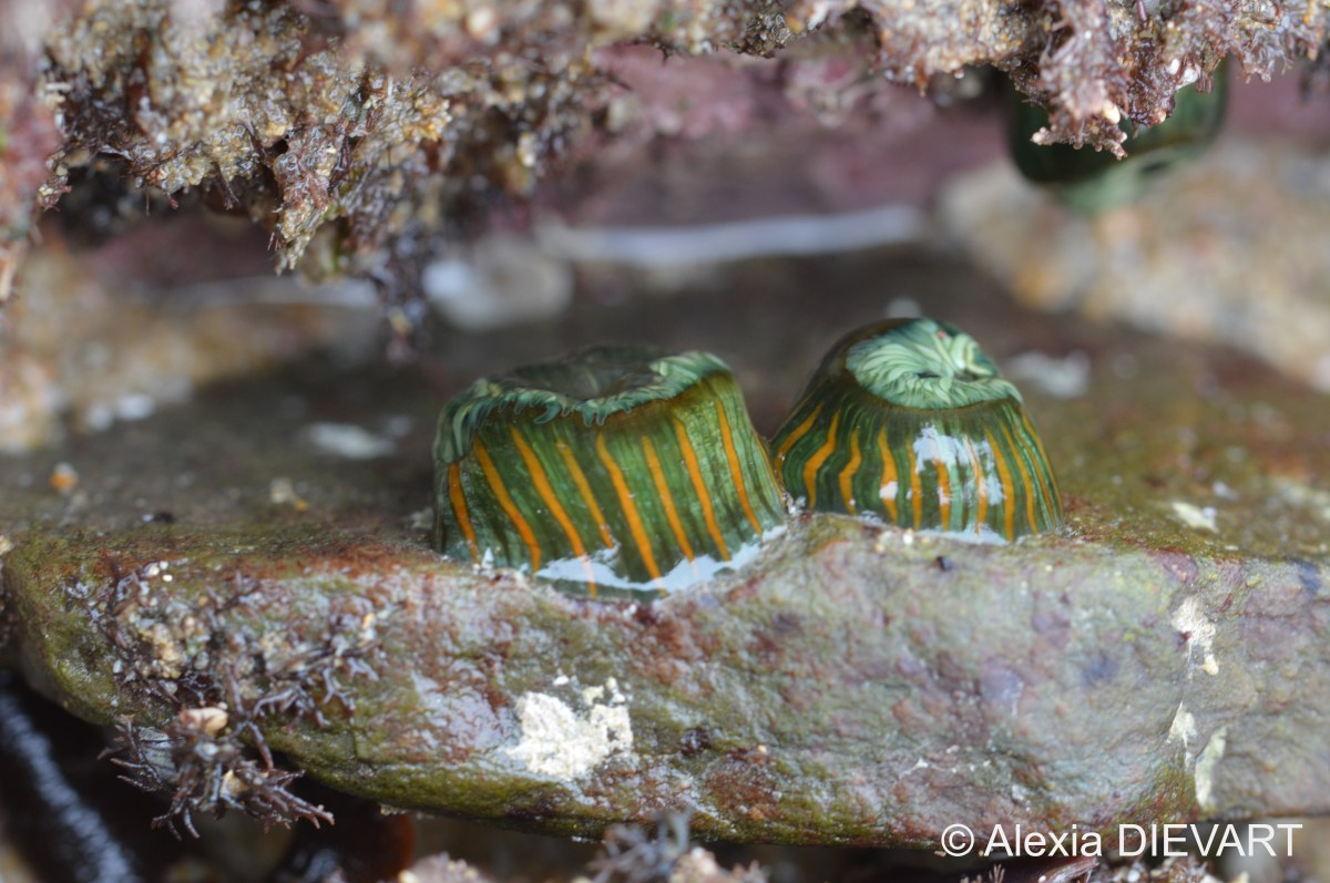 Striped anemone (Anthothoe&nbsp;stimpsonii)