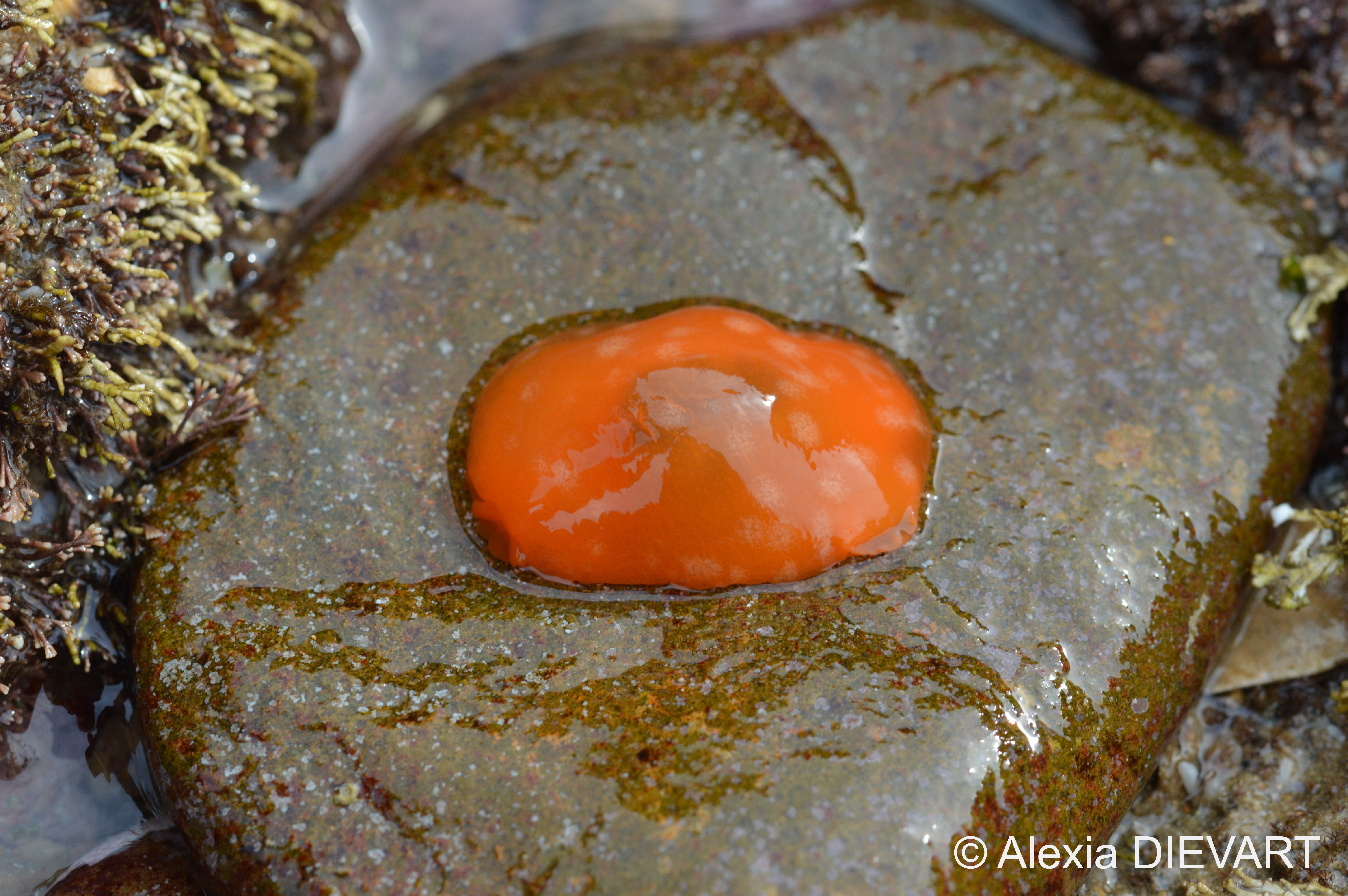 Details of the white spots often present on the mantle. Port Alfred, Eastern Cape (2023).