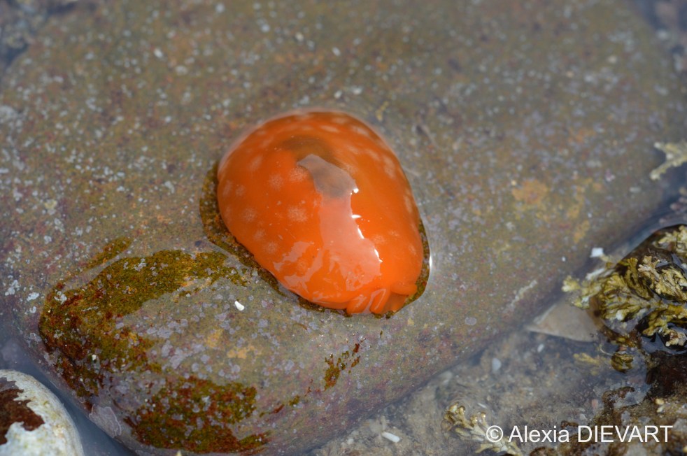 Details of the tubes housing the rhinophores. Port Alfred, Eastern Cape (2023).