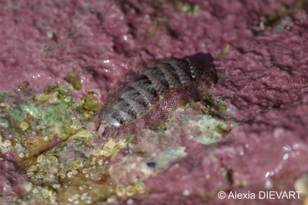 Close-up of a tulip chiton on a bed of coralline algae. Port Alfred, Eastern Cape (2023).