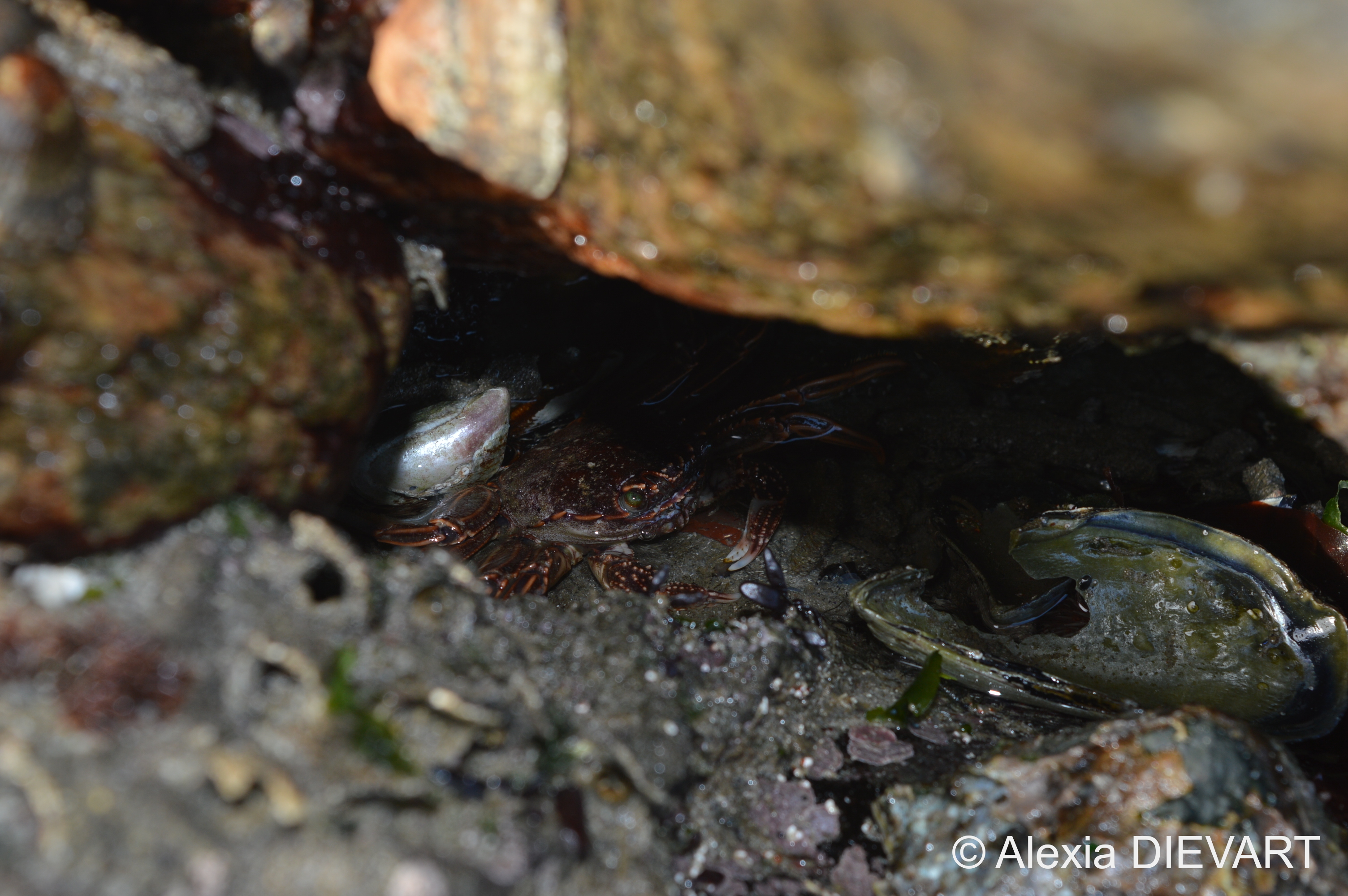 Crab hiding under a boulder. Hondeklipbaai, Northern Cape (2020).