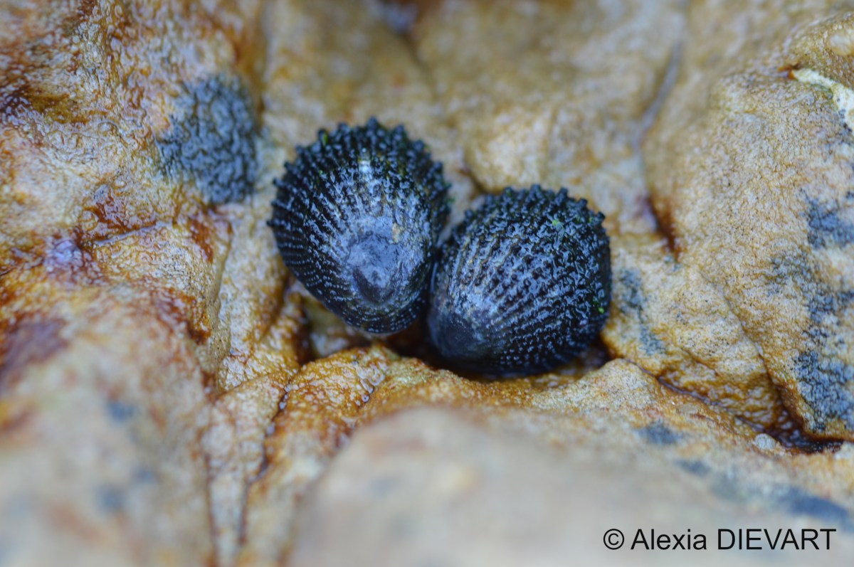 Prickly limpet (Helcion&nbsp;pectunculus)