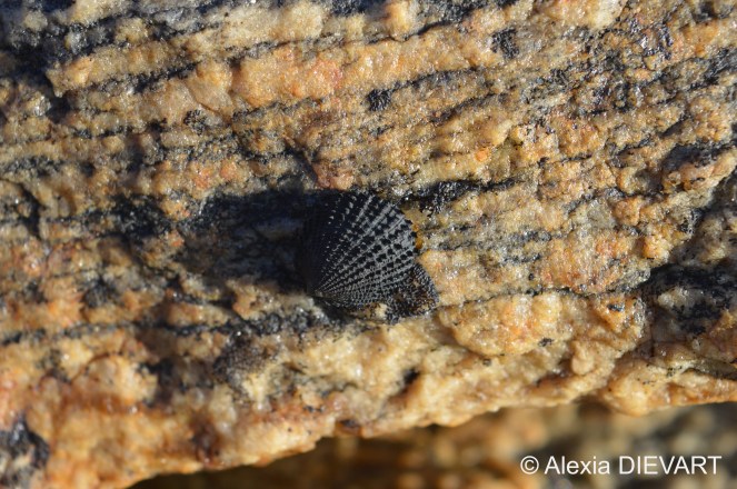 Details of the prickly black ribs. Hondeklipbaai, Northern Cape (2020).