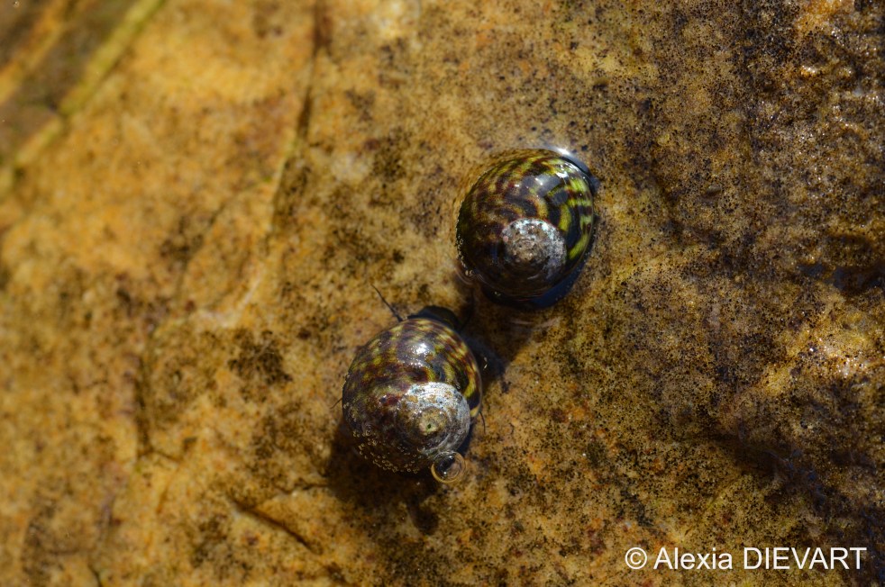 Two snails cruising on a rock surface in a shallow pool. Doringbaai, Northern Cape (2020).