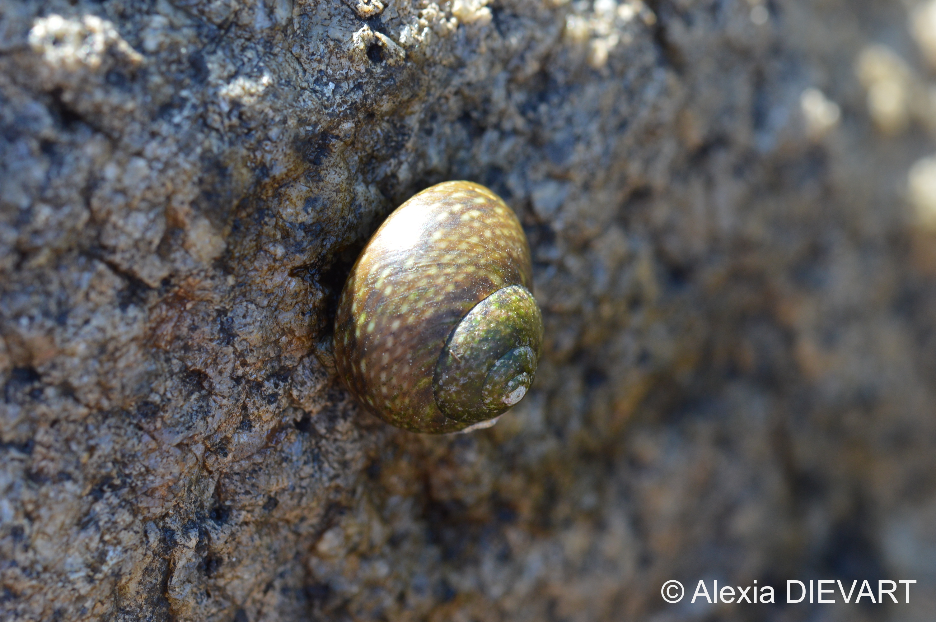 Details of the bead-like dots on the shell of Oxystele impervia. Jacobsbaai, Western Cape (2020).