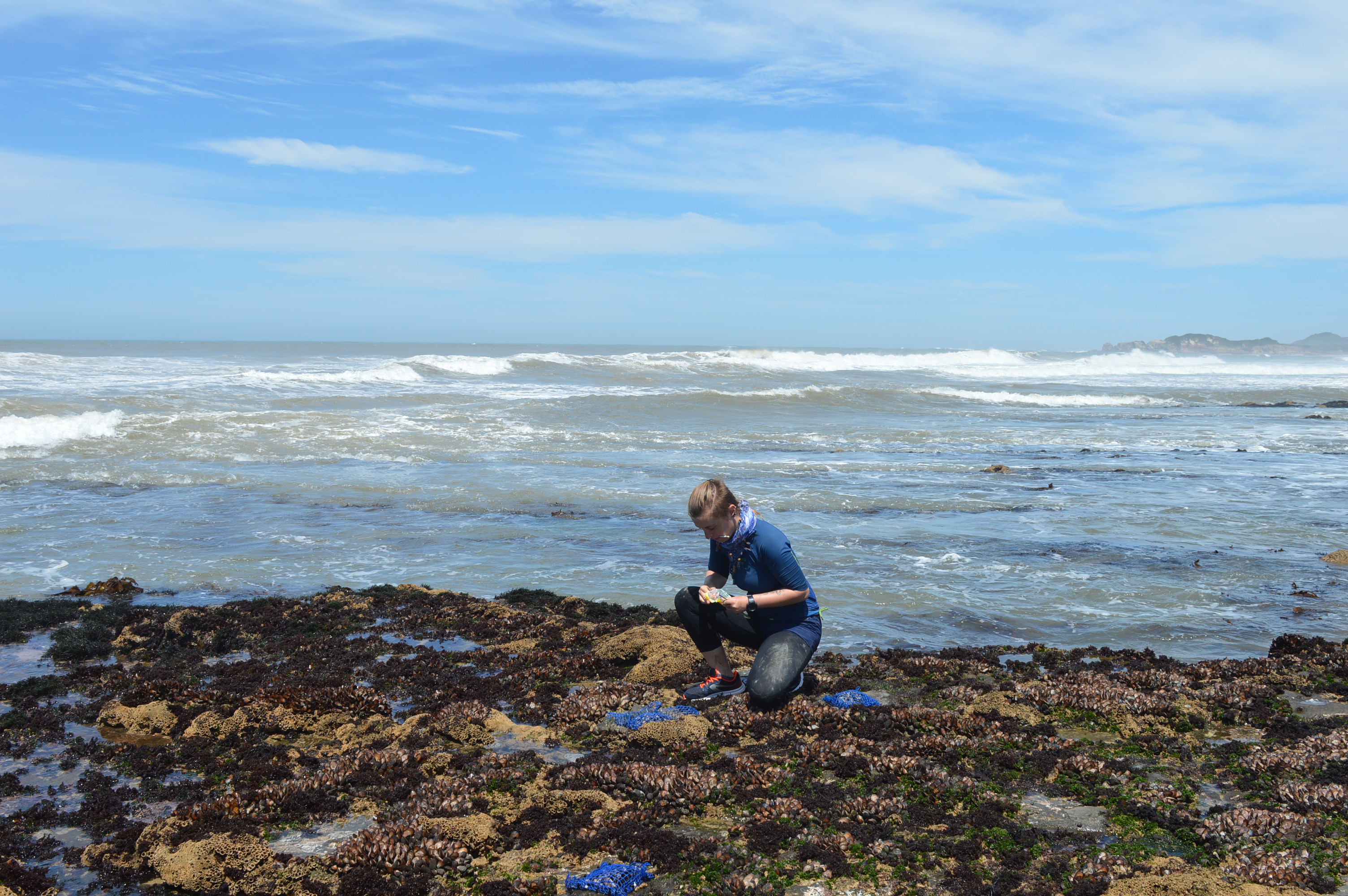 Monitoring of artificial mussel beds on the rocky shores. Old Woman's River, Eastern Cape, South Africa (2018).